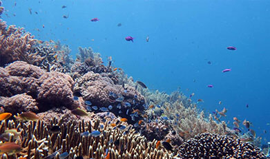 Bohol Scuba Diving