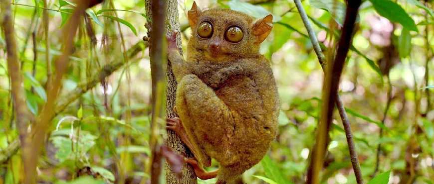 Philippine tarsier perched on a tree branch in Bohol, showing its large eyes and small body
